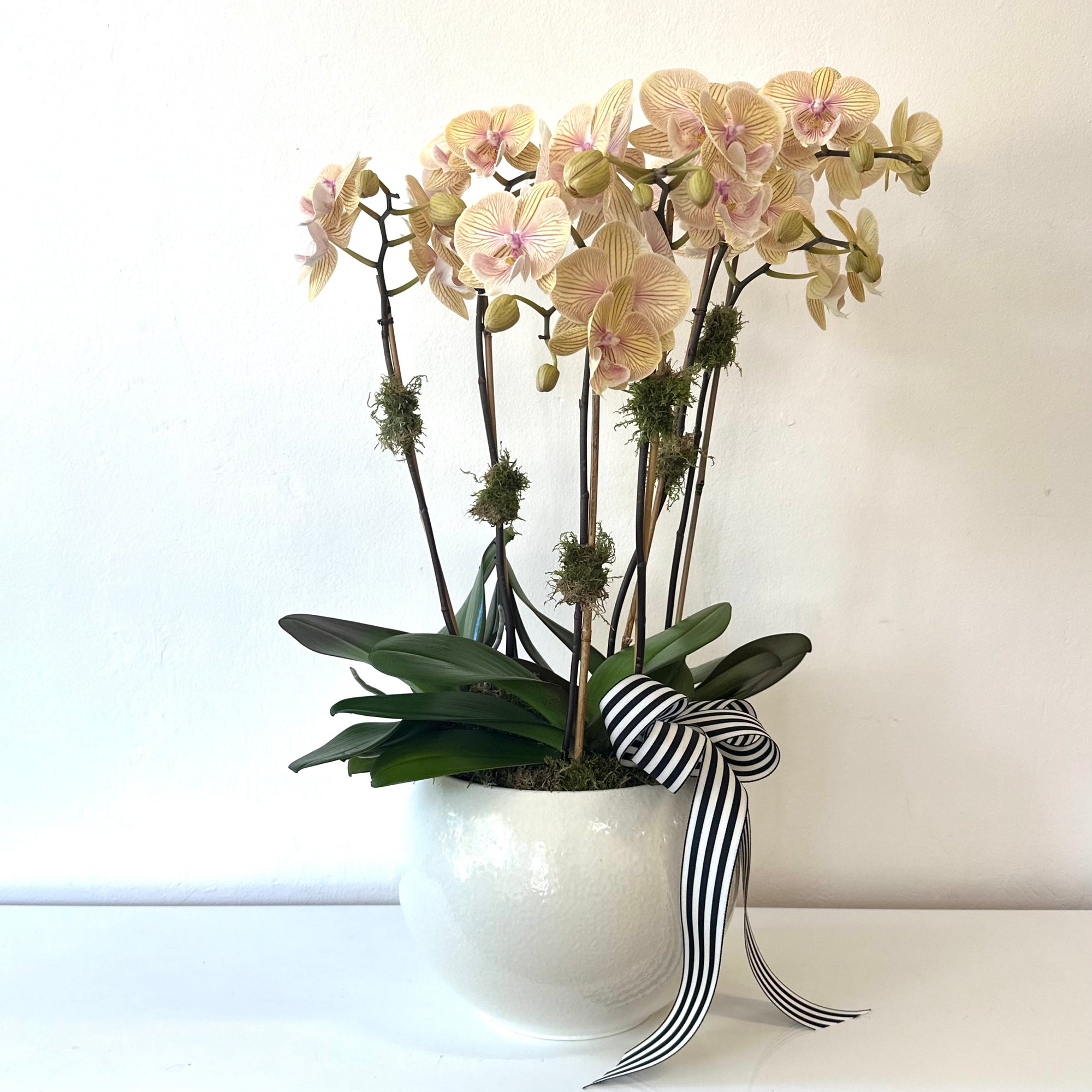 Plants
